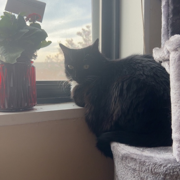 Posh Live Share Show - Picture 5 of 6